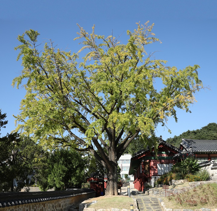 (신)교목 은행나무.JPG